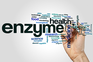 What are enzymes?