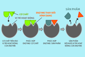 Mechanism of Enzyme Activity in the Body