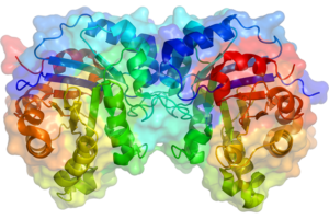 Enzymes and the Marvelous Mechanism of Action in the Body