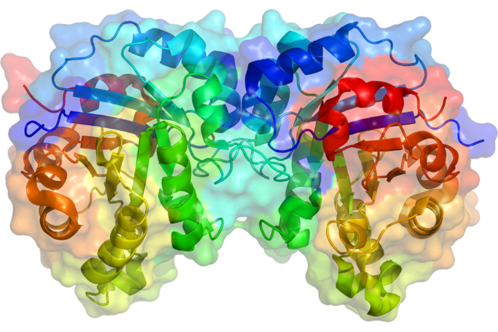 Enzymes and the Marvelous Mechanism of Action in the Body