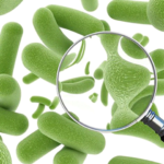 The components of  Probiotic Bacteria Spores support Digestive Function