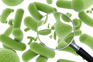 The components of  Probiotic Bacteria Spores support Digestive Function