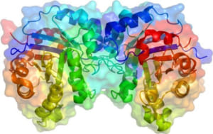 Vai trò quan trọng của Enzyme tiêu hóa đối với cơ thể chúng ta